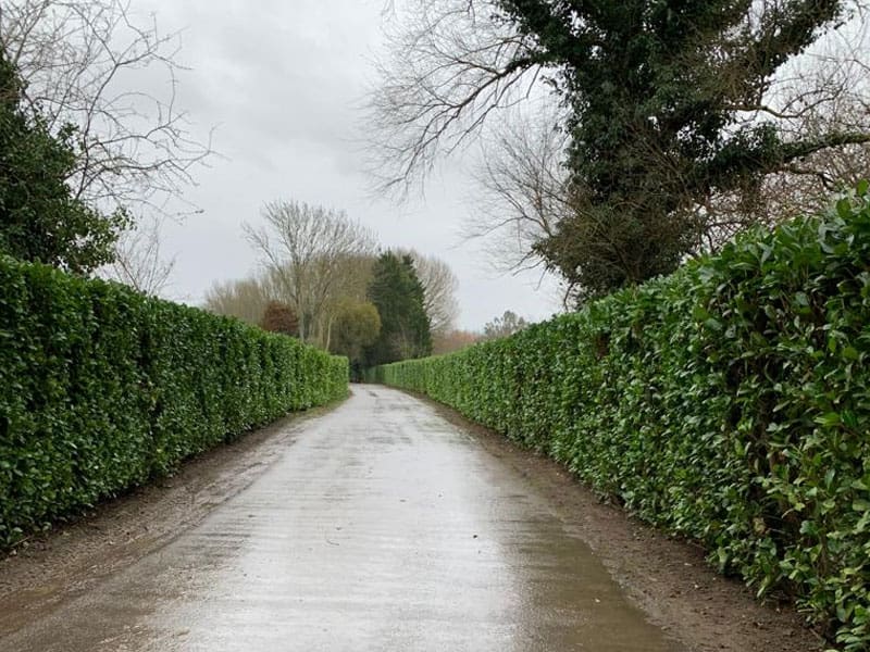 Cherry Laurel Instant Hedge Planting