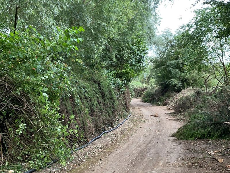 Cherry Laurel Instant Hedge Planting