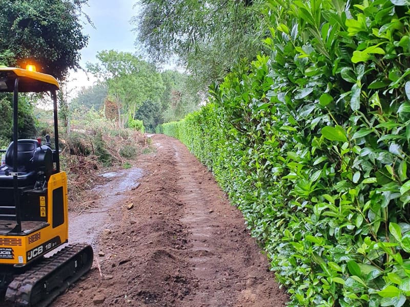 Cherry Laurel Instant Hedge Planting