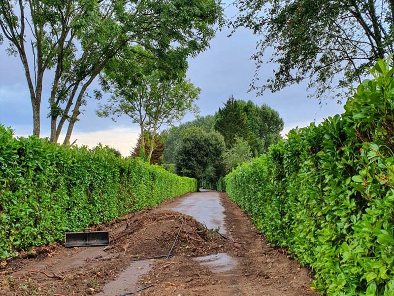Cherry Laurel Instant Hedge Planting