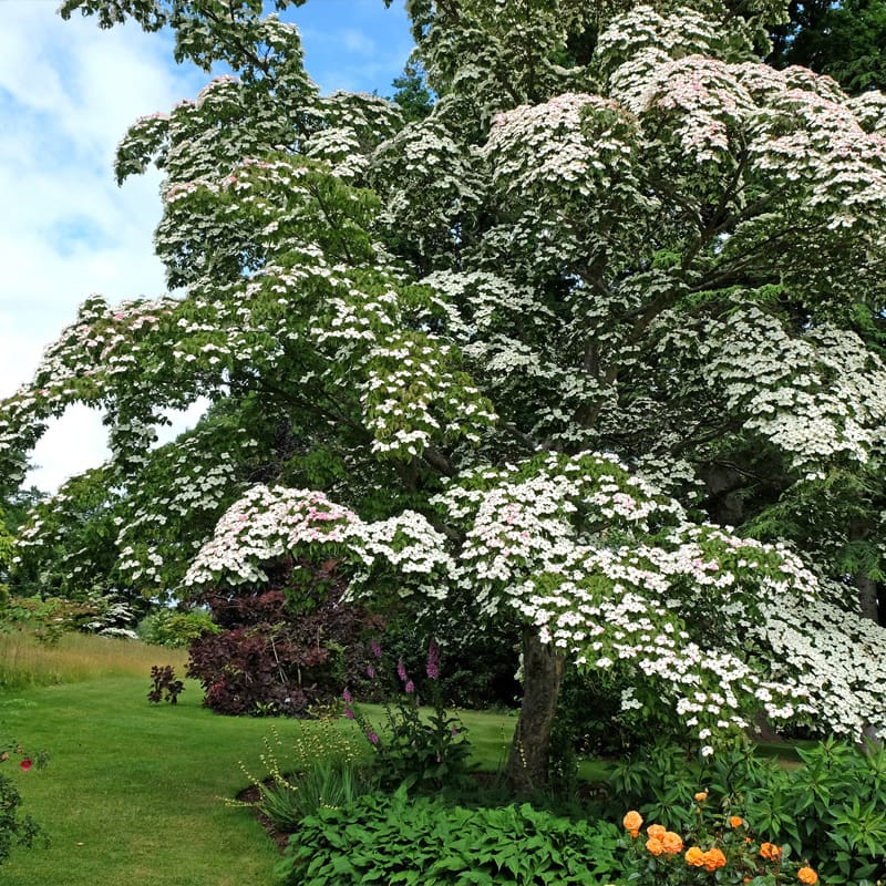 Chinese Dogwood Tree