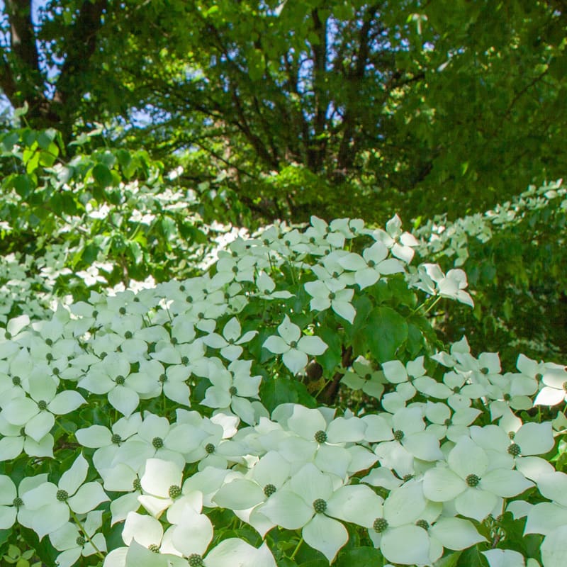 Chinese Dogwood Tree