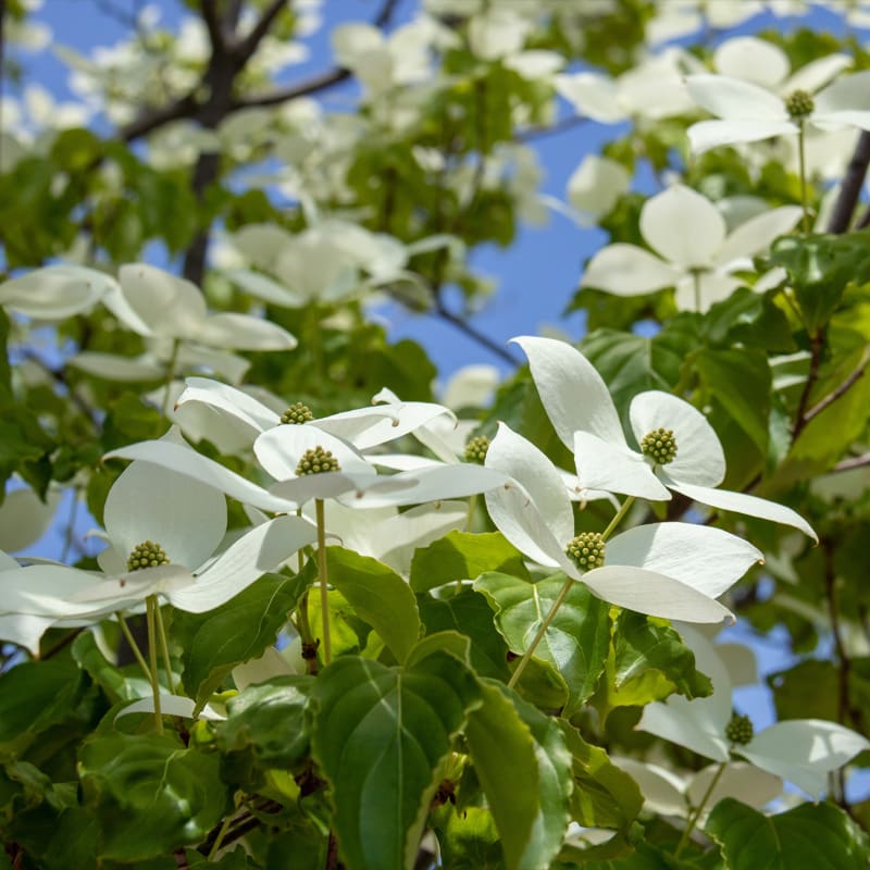 Chinese Dogwood Tree