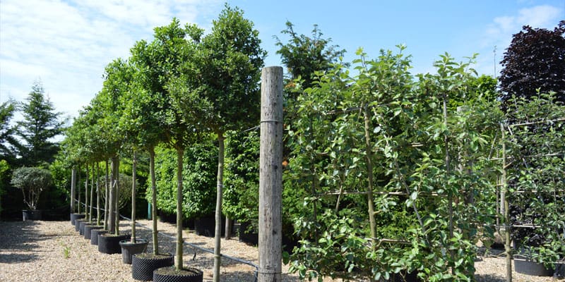 Buying your English Yew Instant Hedge