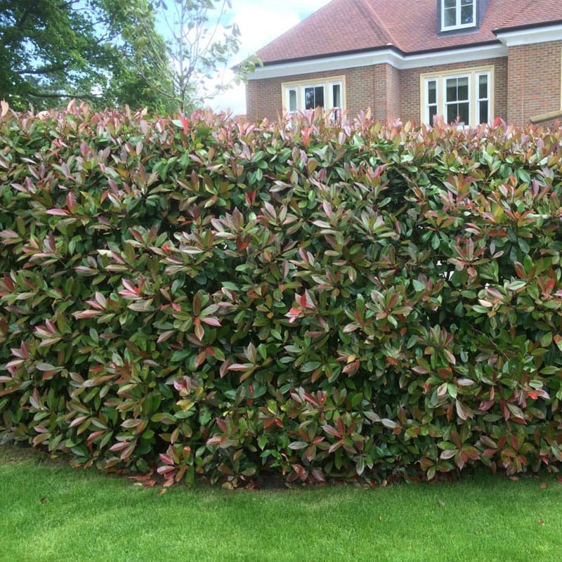 Christmas Berry Instant Hedge