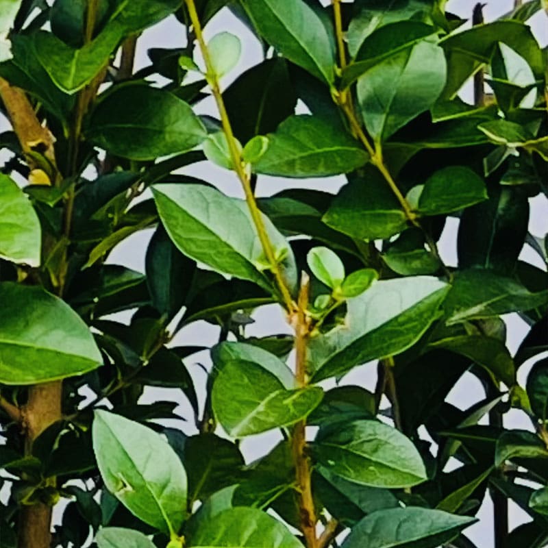 Common Privet Instant Hedge