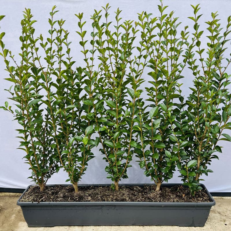 Common Privet Instant Hedge