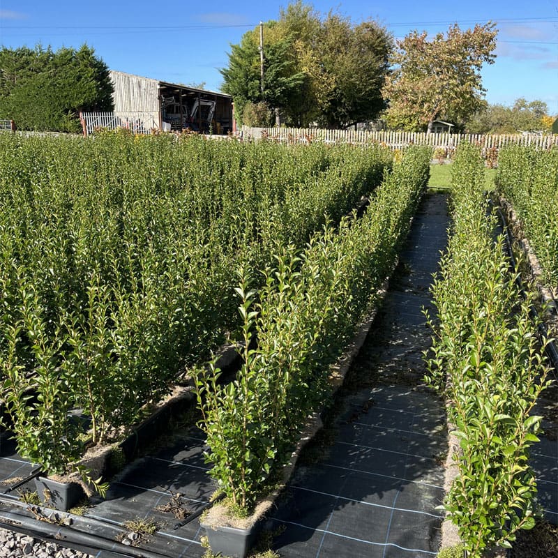 Common Privet Instant Hedge