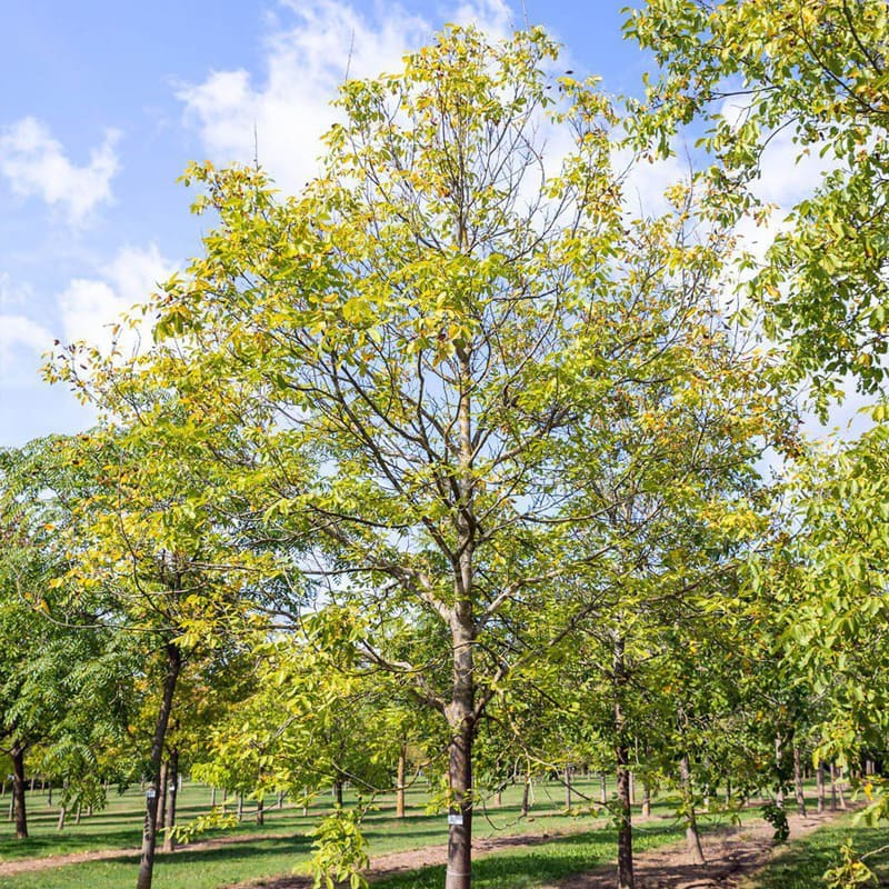 Common Walnut Tree