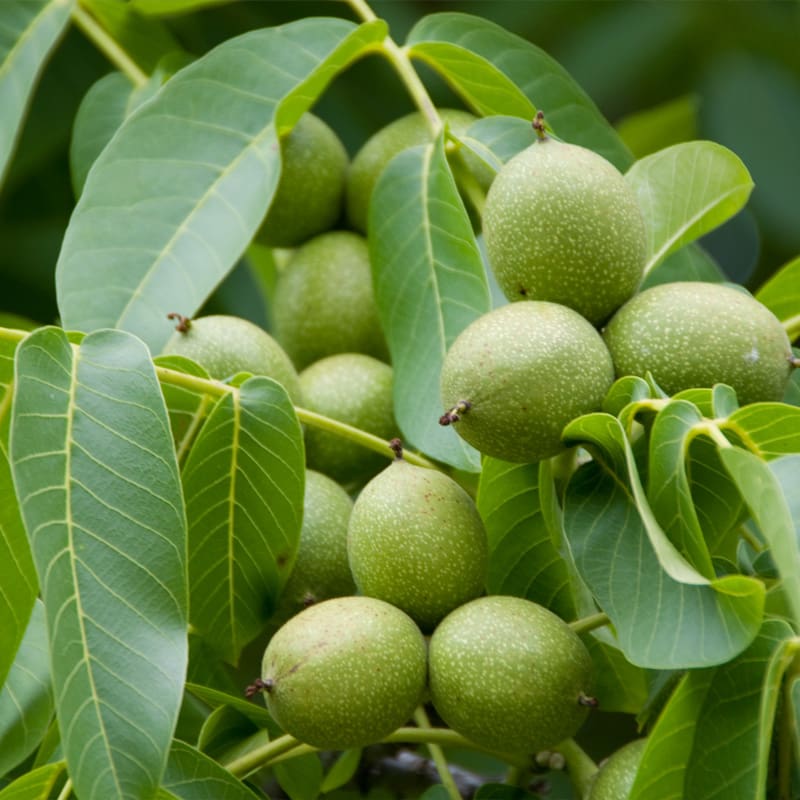 Common Walnut Tree