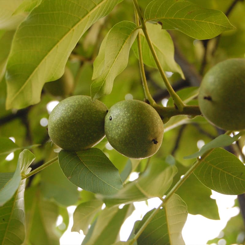 Common Walnut Tree