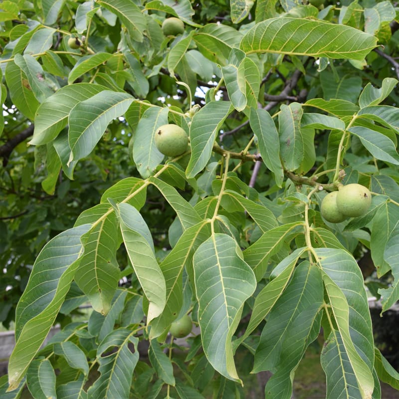 Common Walnut Tree