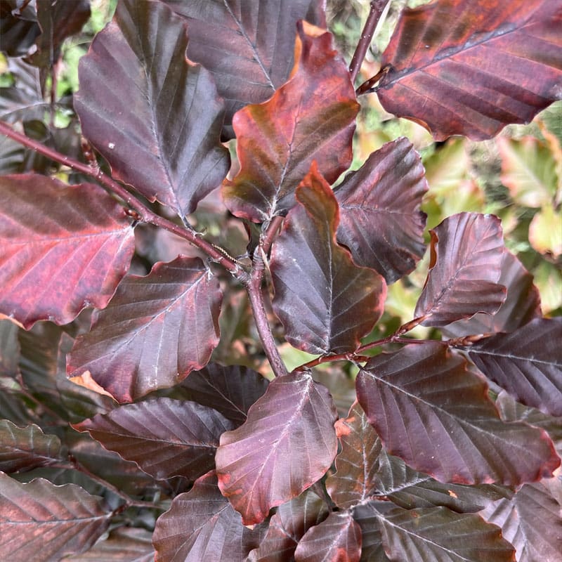 Copper Beech Instant Hedge