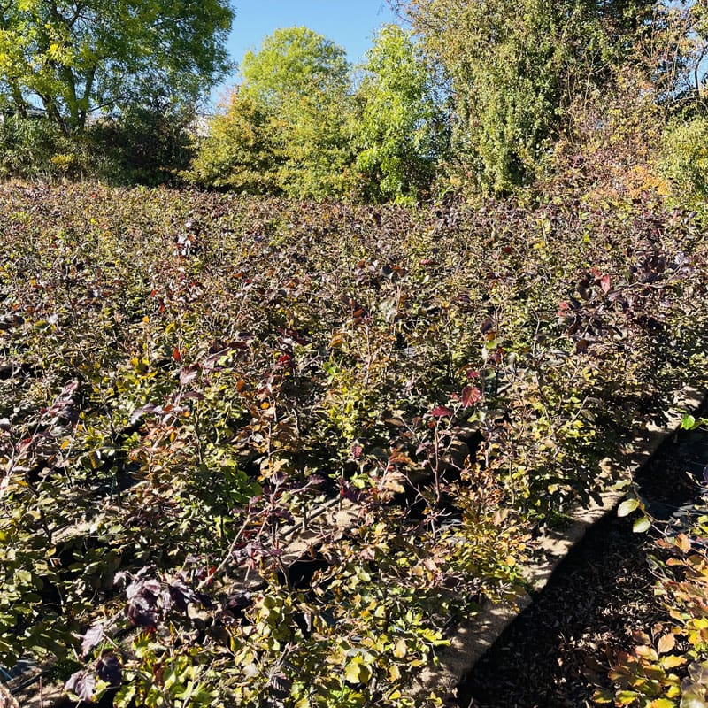 Copper Beech Instant Hedge