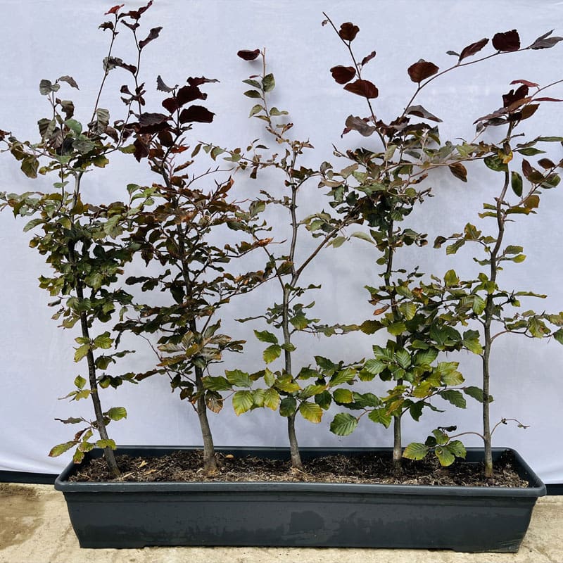 Copper Beech Instant Hedge
