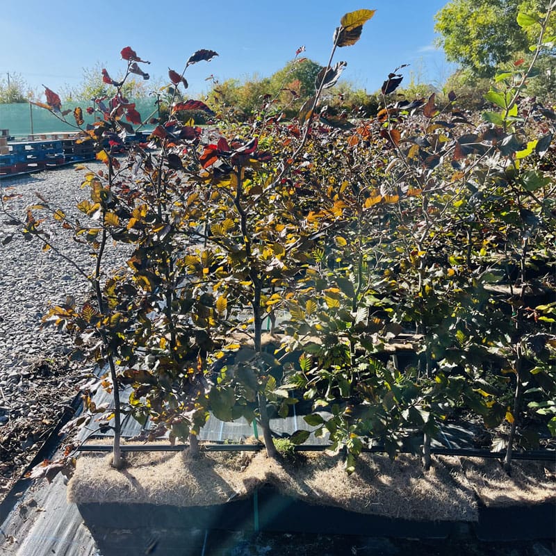Copper Beech Instant Hedge
