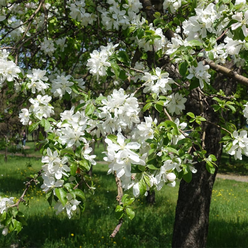 Flowering Crab Apple Tree