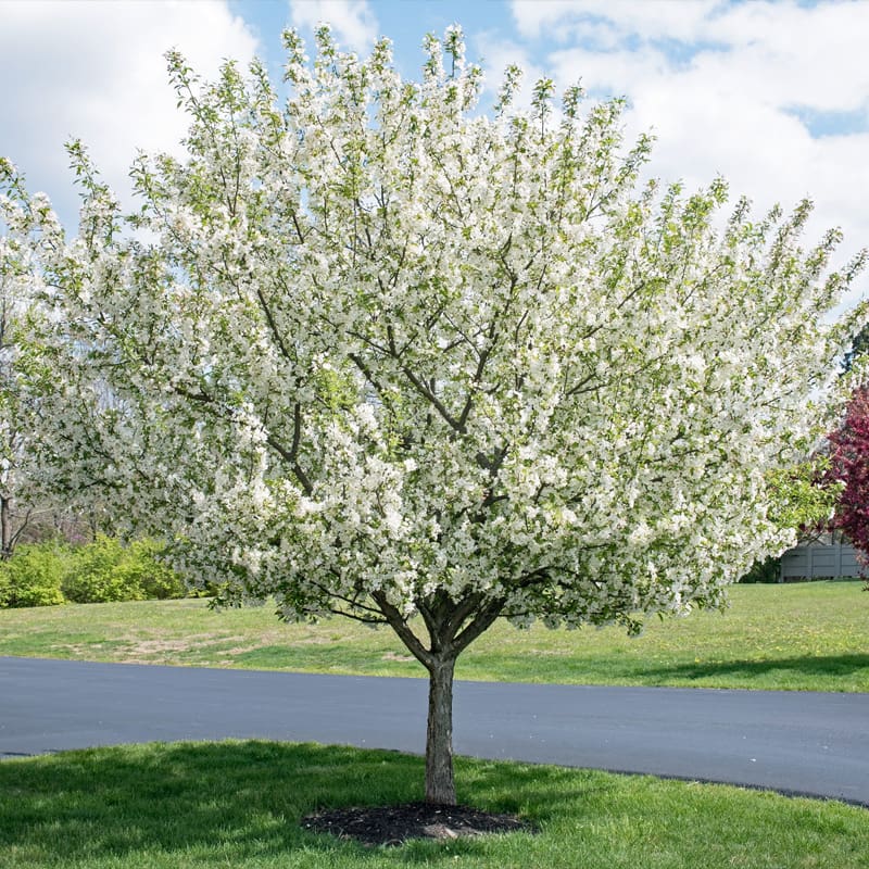 Flowering Crab Apple Tree