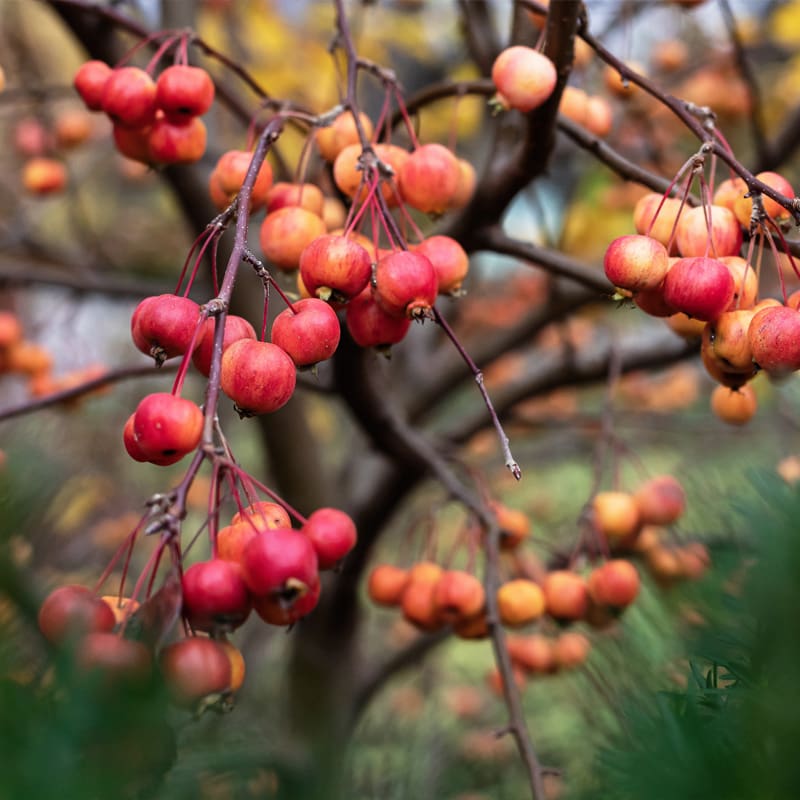 Flowering Crab Apple Tree