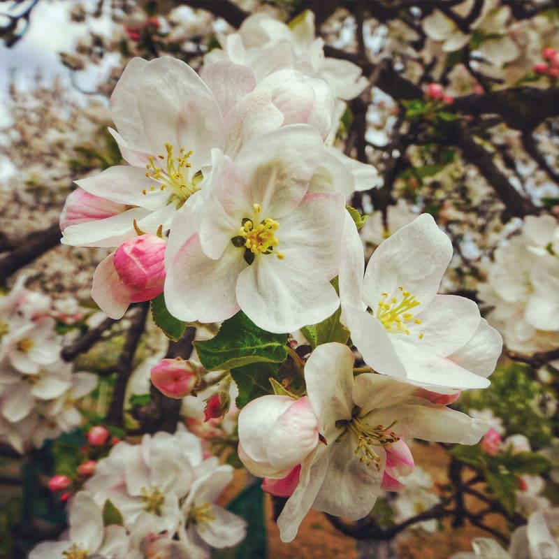Flowering Crab Apple Tree