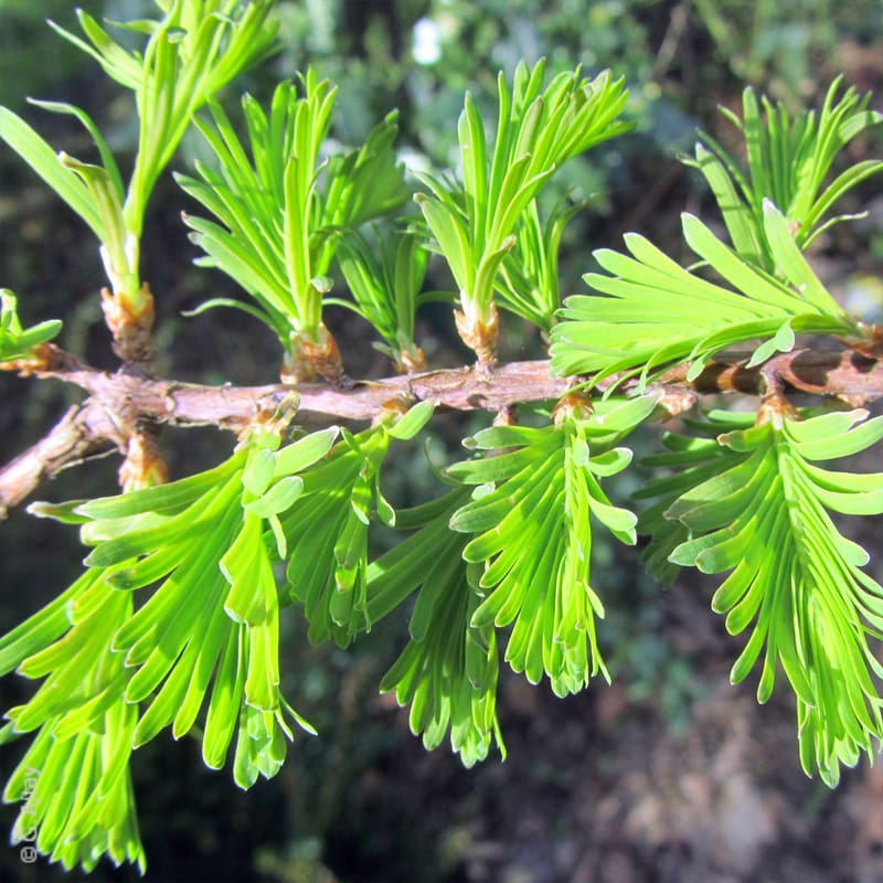 Dawn Redwood Tree