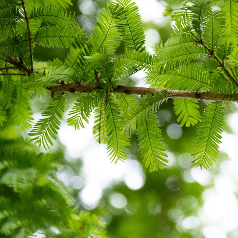 Dawn Redwood Tree