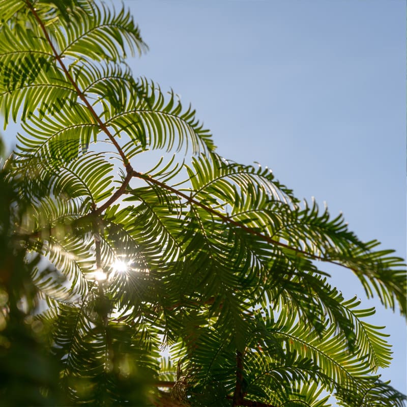 Dawn Redwood Tree