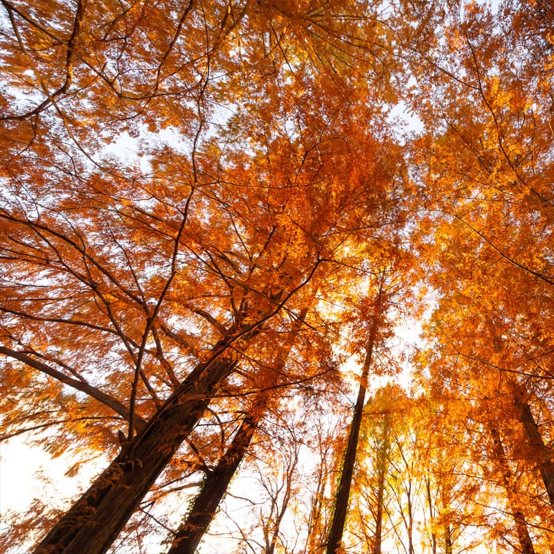 Dawn Redwood Tree