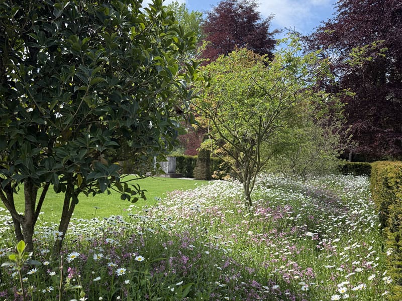 English Yew Instant Hedge Planting