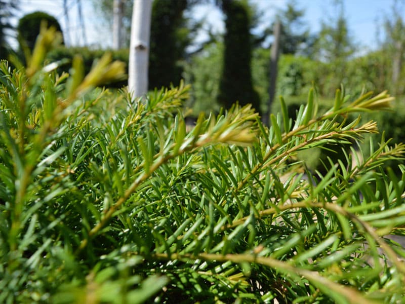 English Yew Instant Hedge Planting