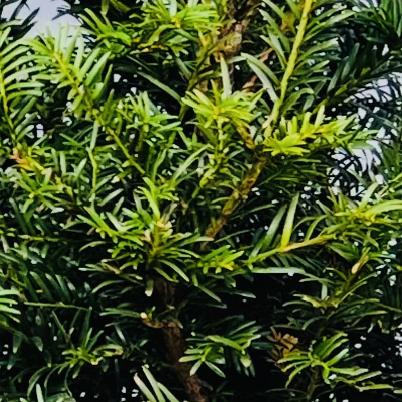 English Yew Instant Hedge