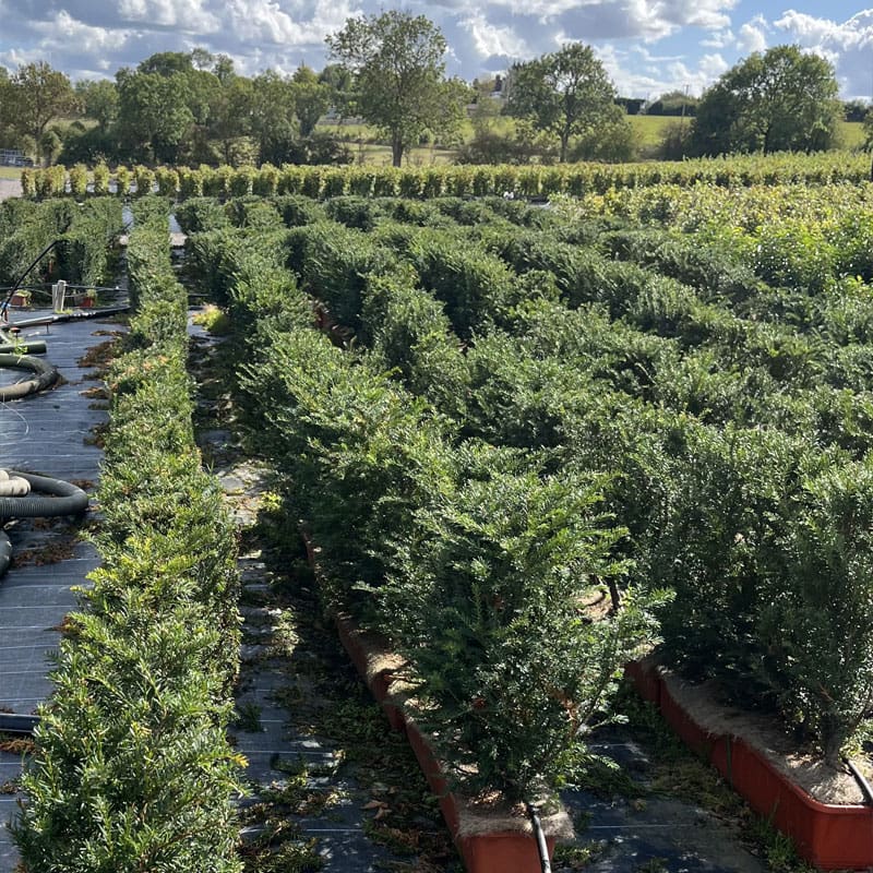 English Yew Instant Hedge