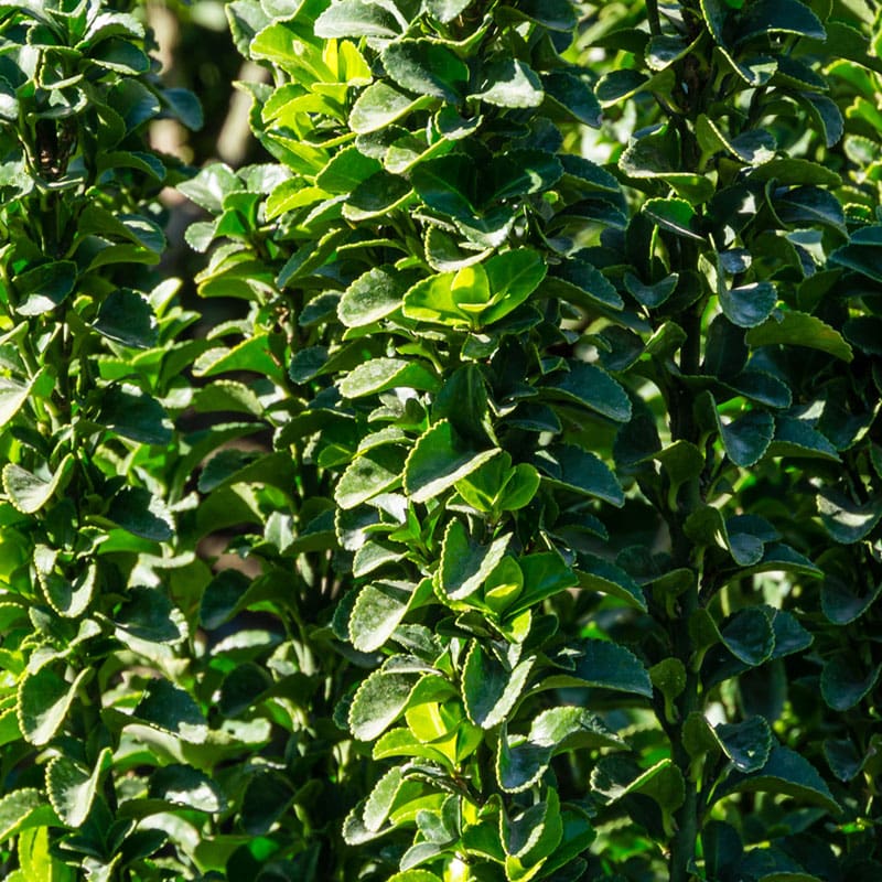Green Spire Instant Hedge