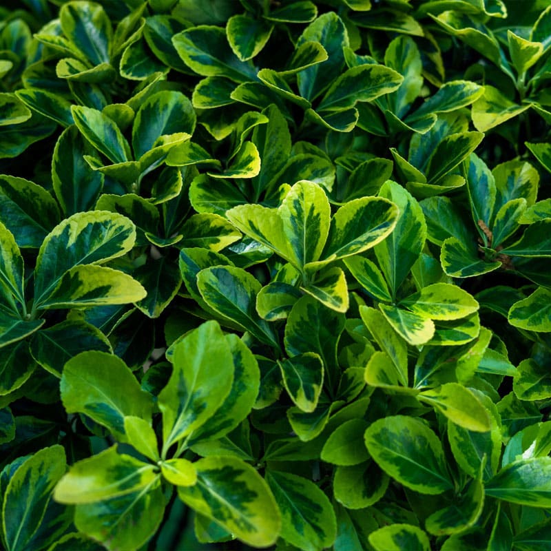 Euonymus Jean Hugues