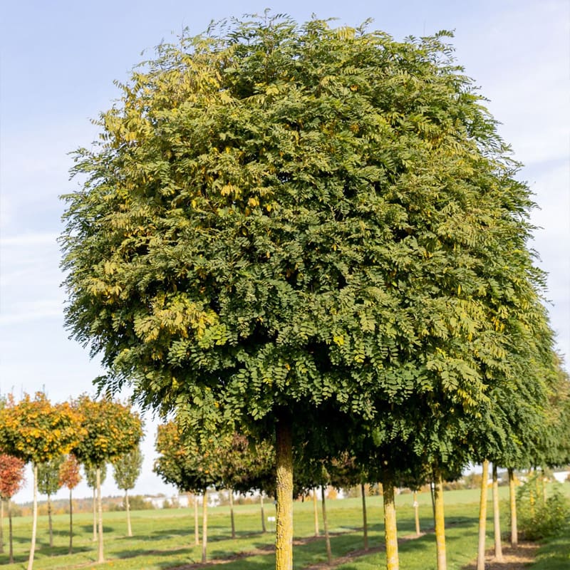 False Acacia Tree