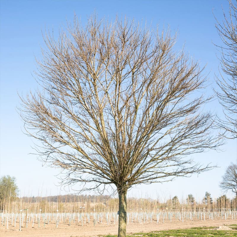 False Acacia Tree