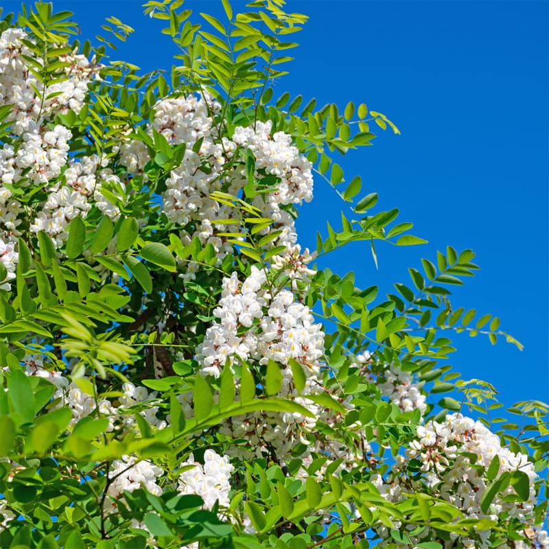False Acacia Tree
