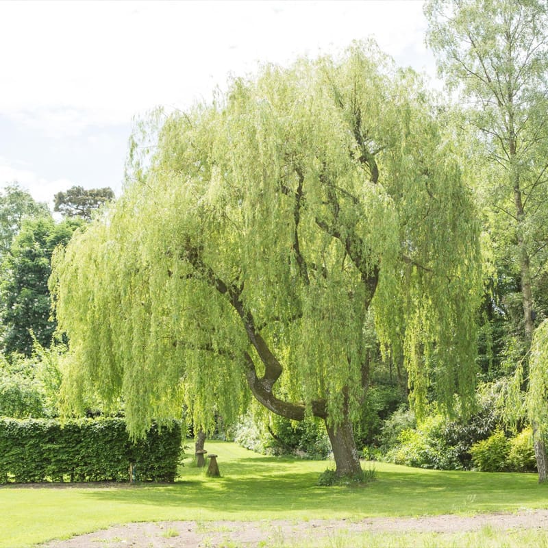 Golden Weeping Willow Tree