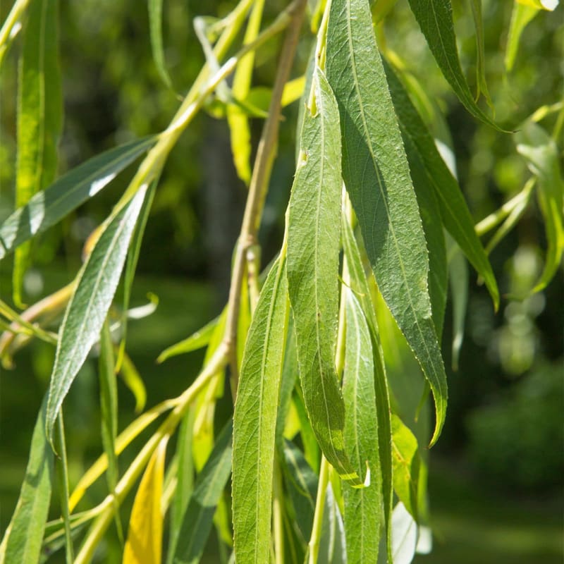 Golden Weeping Willow Tree