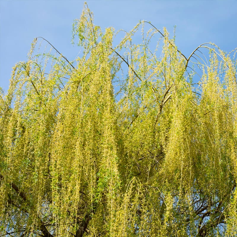 Golden Weeping Willow Tree