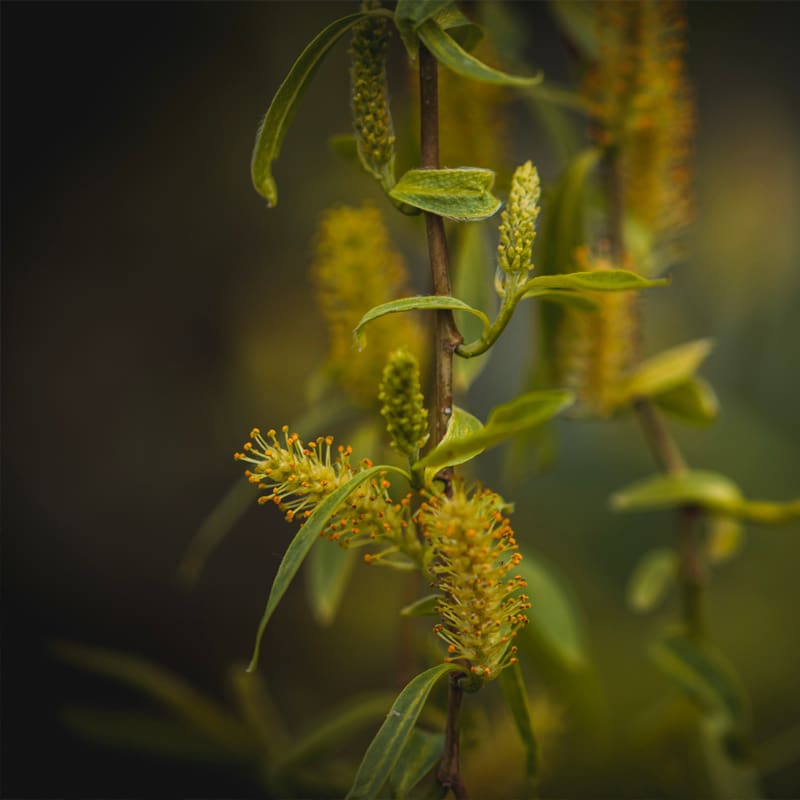 Golden Weeping Willow Tree