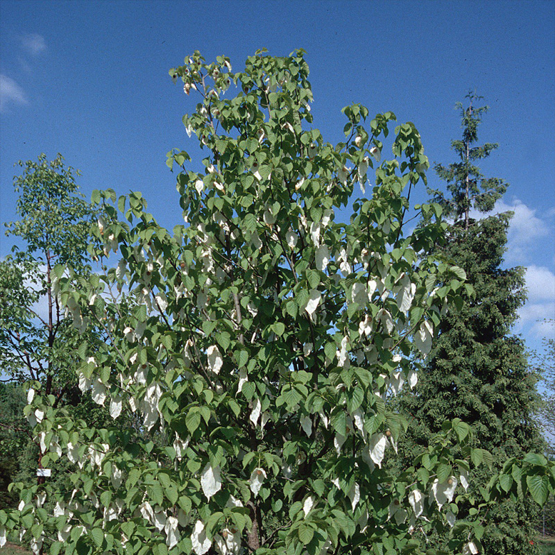 Handkerchief Tree