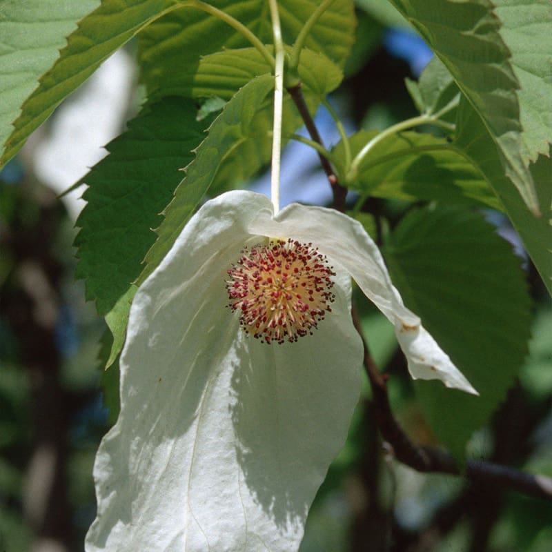 Handkerchief Tree