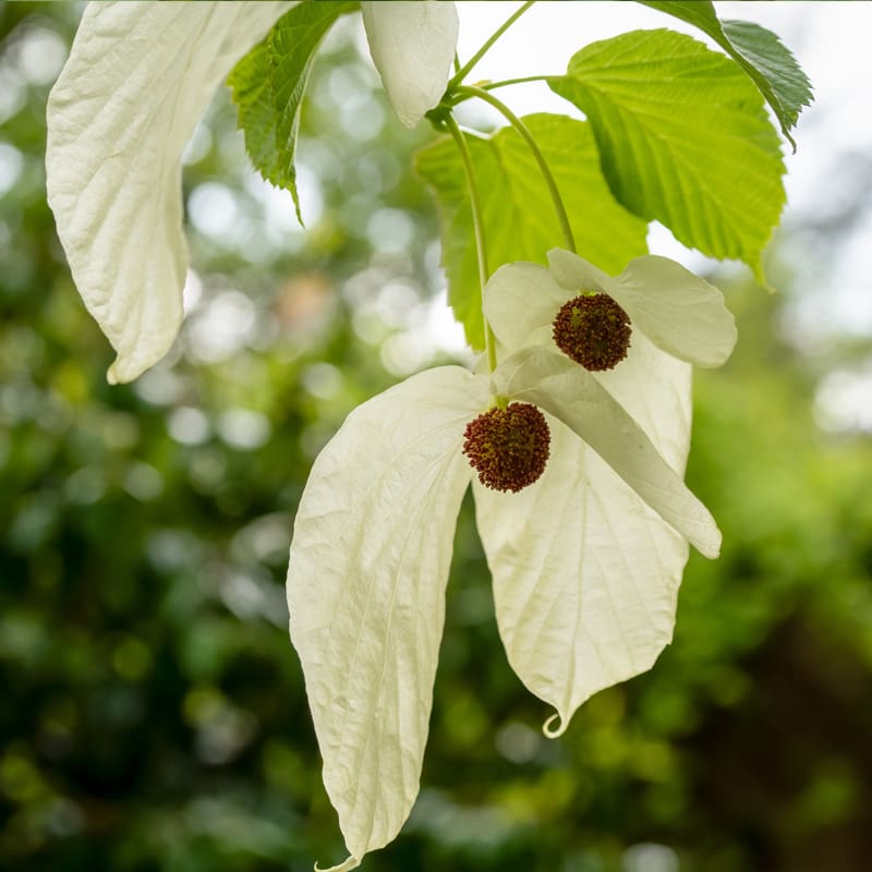 Handkerchief Tree