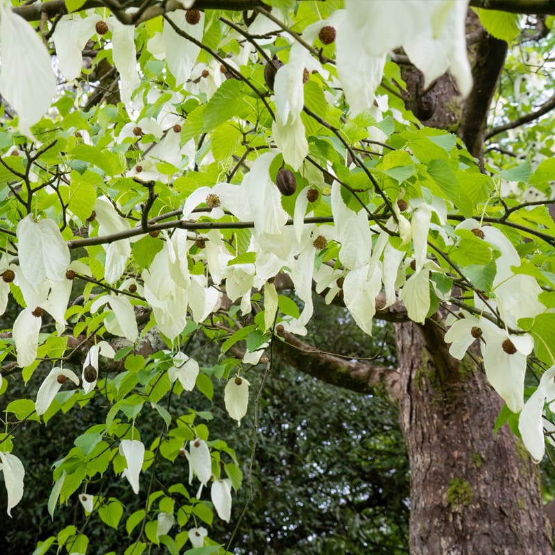 Handkerchief Tree