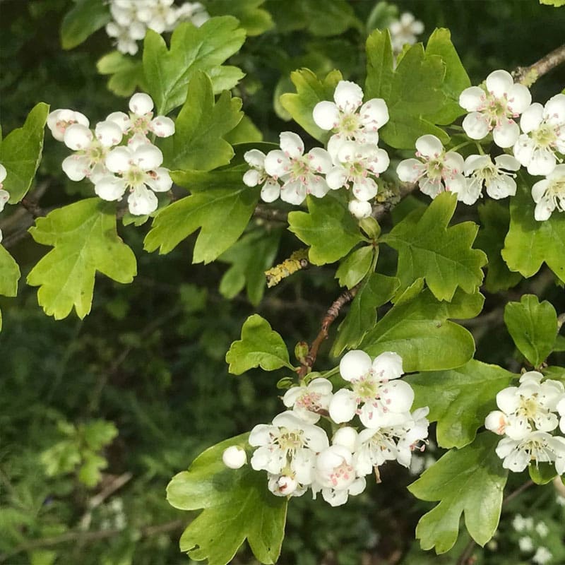 Hawthorn Instant Hedge