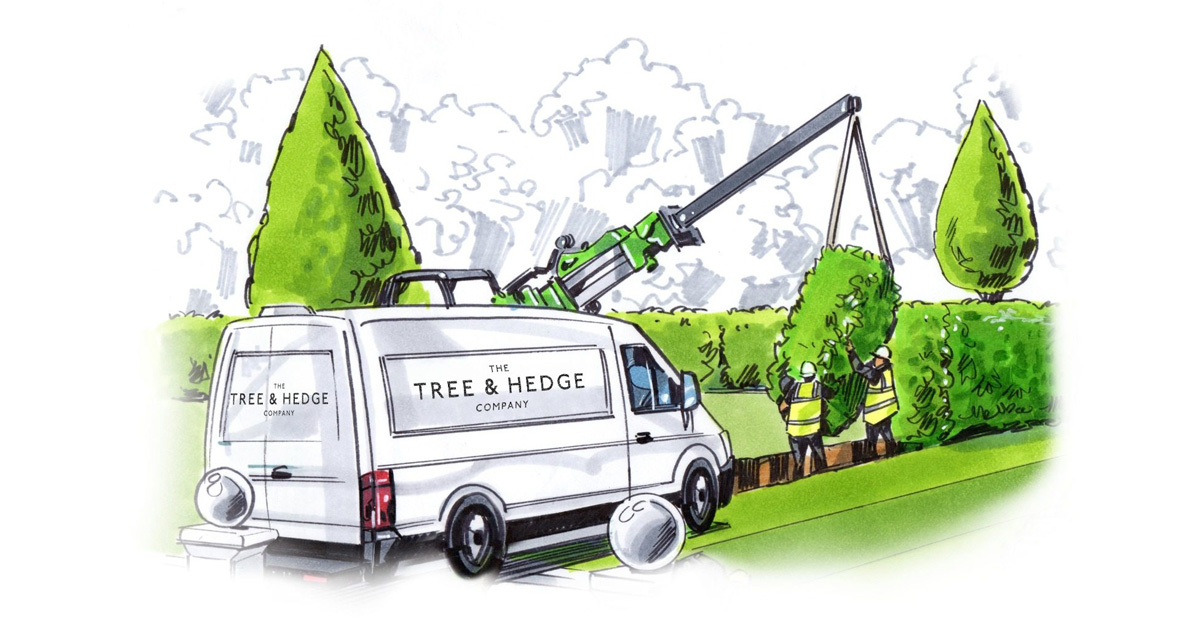 Discover our hedge planting services