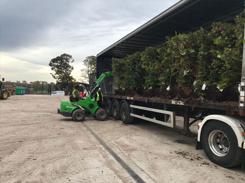 Hedge Planting Services
