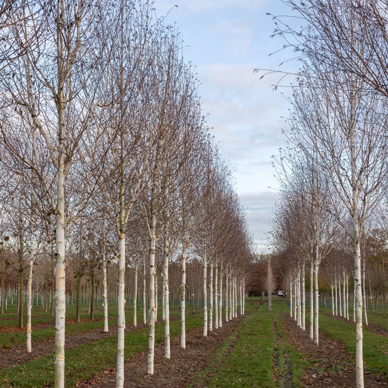 Himalayan Birch Tree