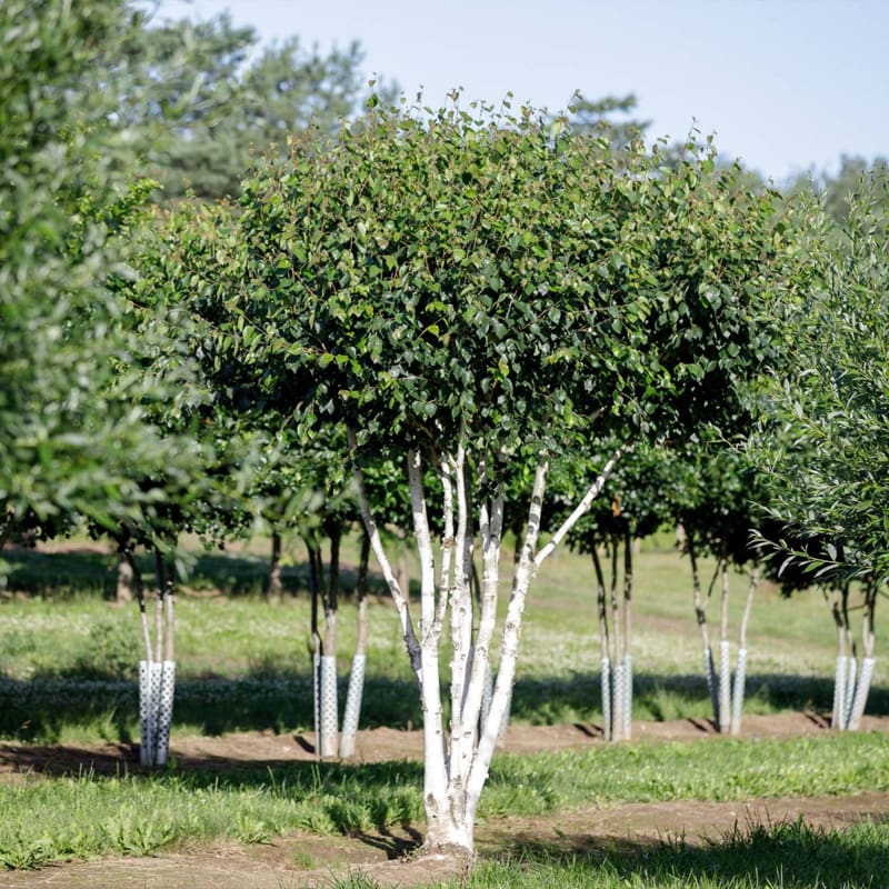 Himalayan Birch Tree